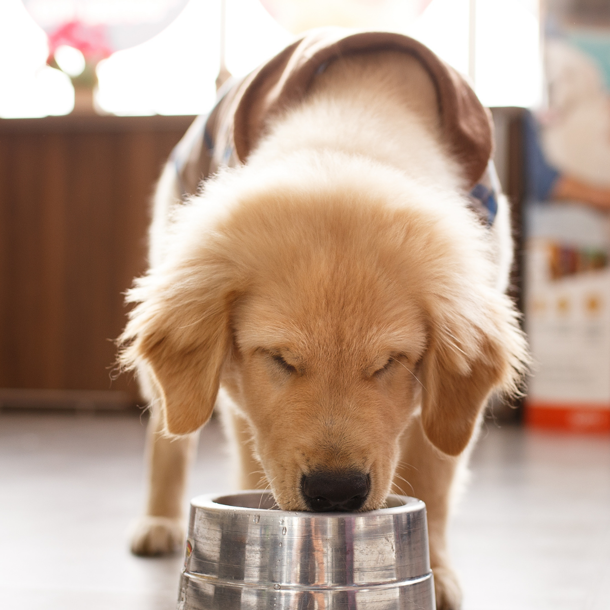 Puppy drinking filtered water for better health